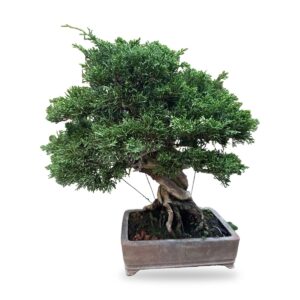 Bonsai Ginepro Itoigawa gafuten con tronco ritorto, foto 1