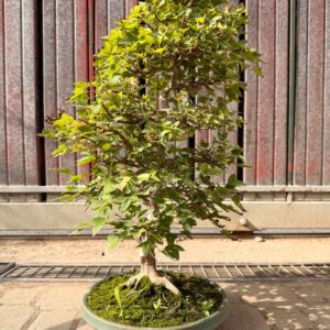 Bonsai di acero tridente Kaede (Acer buergerianum) in vaso basso azzurro-verde