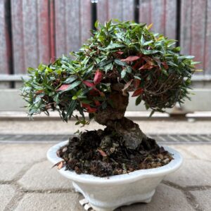 Bonsai shohin di Trachelospermum asiaticum (gelsomino asiatico) in vaso bianco smaltato