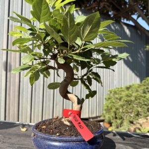 Bonsai di melo (Malus) n. 10 in vaso blu smaltato