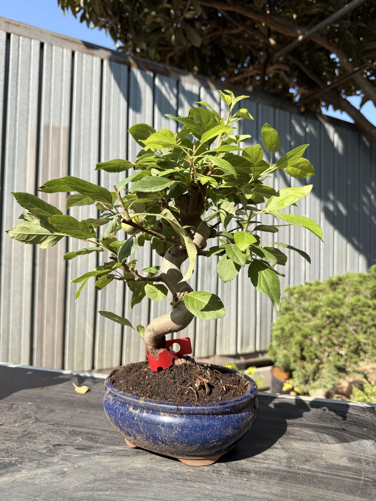 Bonsai di melo (Malus) n. 10 in vaso blu smaltato – foto 2