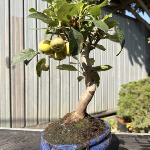 Bonsai di melo (Malus) n. 1 in vaso blu smaltato