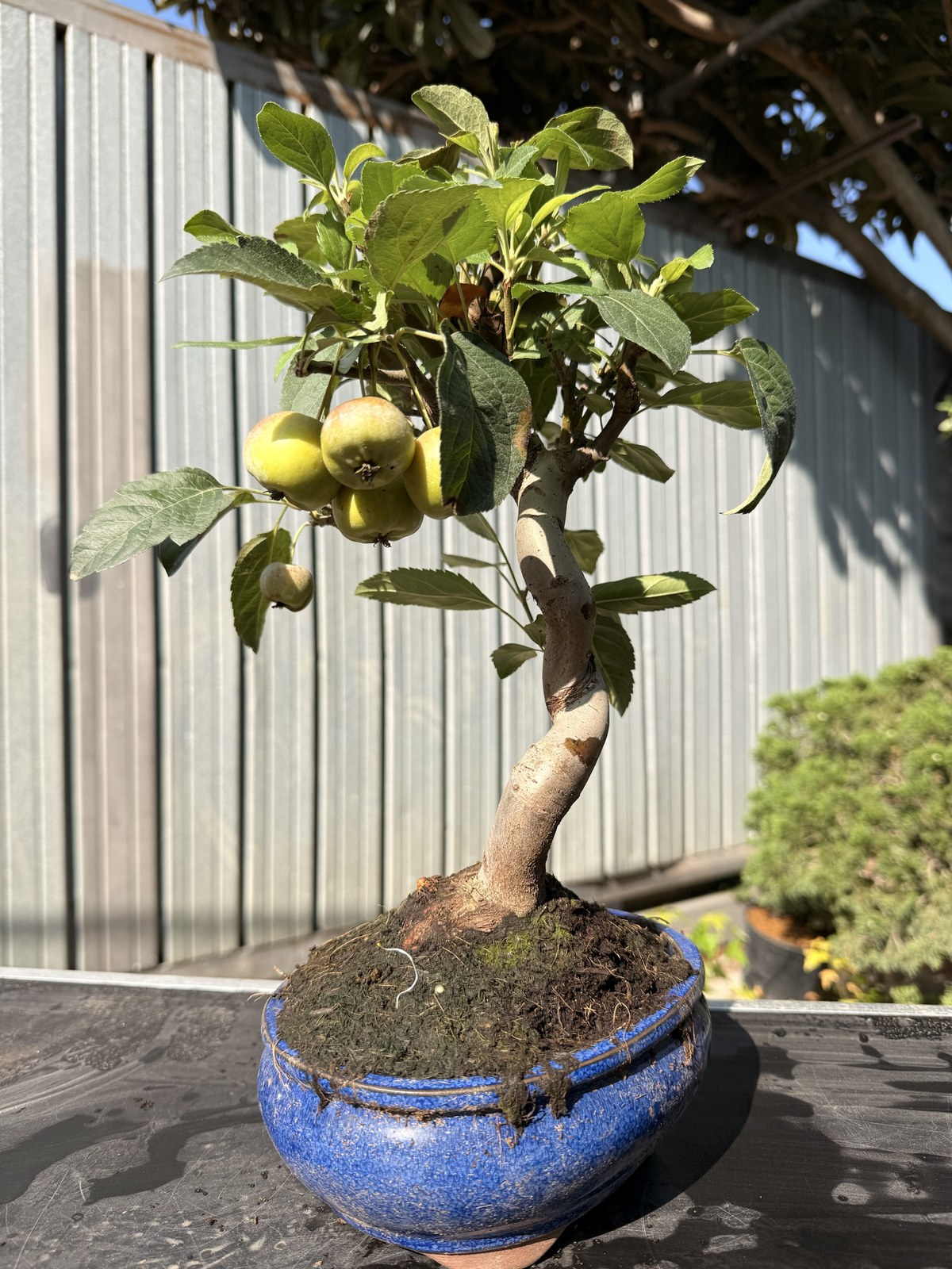 Bonsai di melo (Malus) n. 1 in vaso blu smaltato