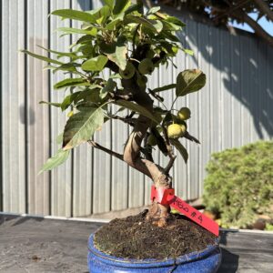 Bonsai di melo (Malus) n. 4 in vaso blu smaltato