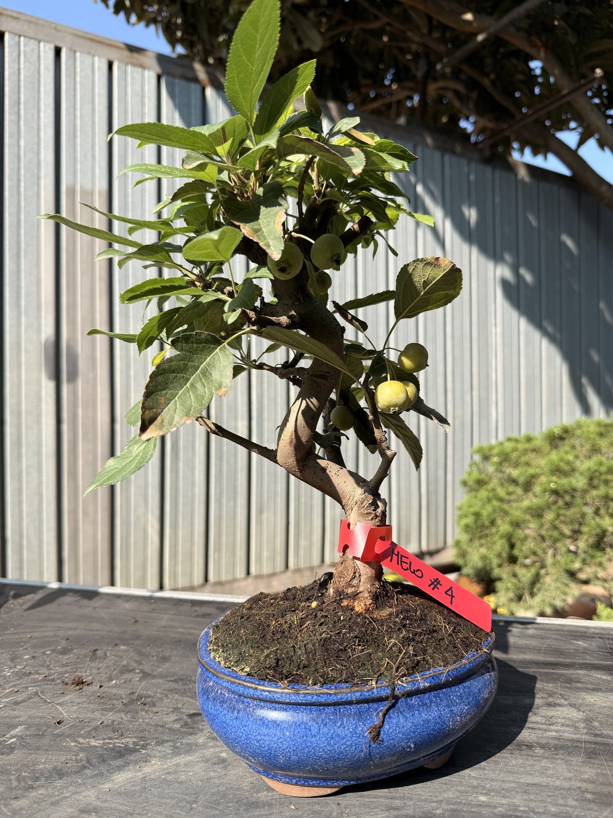 Bonsai di melo (Malus) n. 4 in vaso blu smaltato
