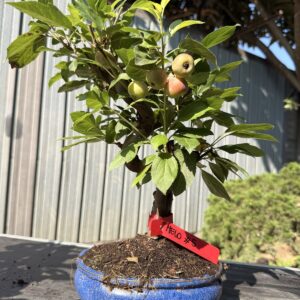 Bonsai di melo (Malus) n. 5 in vaso blu smaltato