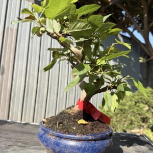 Bonsai di melo (Malus) n. 6 in vaso blu smaltato