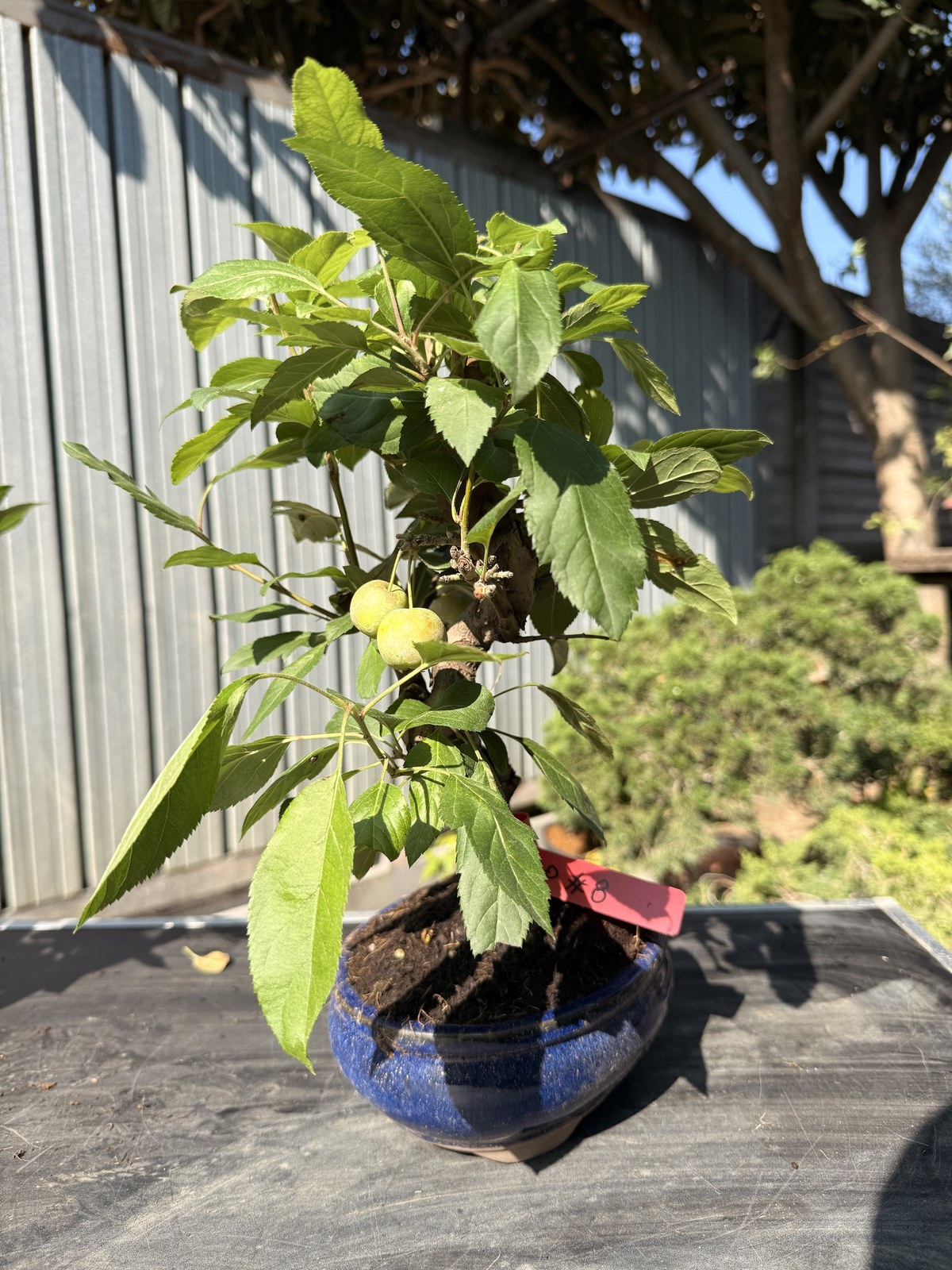 Bonsai di melo (Malus) n. 8 in vaso blu smaltato