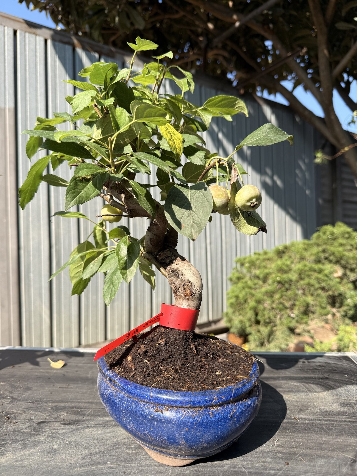 Bonsai di melo (Malus) n. 8 in vaso blu smaltato – foto 2