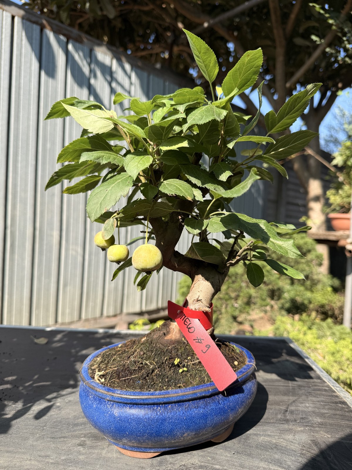Bonsai di melo (Malus) n. 9 in vaso blu smaltato